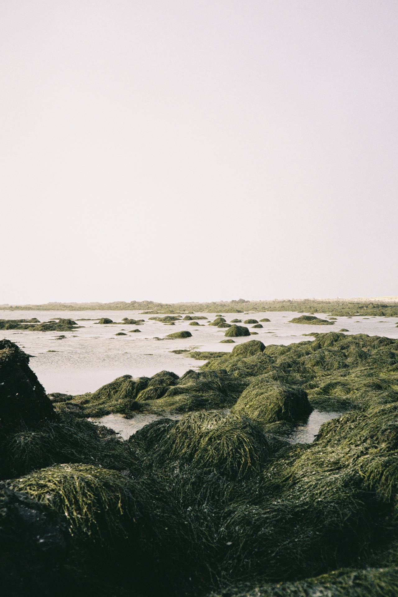 A photograph of seaweed covered rocks by the sea