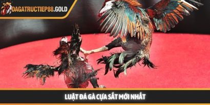 Luật đá gà cựa sắt cùng các quy tắc thi đấu chuyên nghiệp mang lại một môi trường giải trí công bằng cho mọi thành viên đam mê bộ môn này. Việc nắm vững các quy định giúp hội viên tự tin hơn khi đưa ra những quyết định chính xác tại các đấu trường lớn. Trang Đá Gà Trực Tiếp luôn cập nhật nhanh chóng các kiến thức về quy chế thi đấu và kinh nghiệm chọn chiến kê dũng mãnh. Hệ thống luật đá gà cựa sắt nền tảng tại các đấu trường lớn Tìm hiểu luật đá gà cựa sắt minh bạch Việc áp dụng luật đá gà cựa sắt giúp đảm bảo tính minh bạch và chuyên nghiệp cho từng trận đấu diễn ra tại các bồ gà danh tiếng. Hệ thống quy định này được thiết kế để bảo vệ quyền lợi của chủ kê cũng như tạo sự hào hứng cho người xem đá gà trực tiếp hôm nay. Khi các quy tắc được tuân thủ nghiêm ngặt, hội viên sẽ dễ dàng đánh giá được năng lực thực tế của các chiến kê trên sân. Nền tảng luôn khuyến khích thành viên tìm hiểu kỹ các tiêu chuẩn về cân nặng và cựa để có cái nhìn tổng quan nhất. Sự rõ ràng trong khâu tổ chức giúp nâng cao uy tín của các giải đấu lớn như Trực tiếp đá gà Thomo hay các đấu trường quốc tế khác. Những quy định này không chỉ là rào cản kỹ thuật mà còn là bệ phóng giúp các chiến kê tỏa sáng rực rỡ dưới sự chứng kiến của đông đảo người hâm mộ. Để hiểu rõ hơn về cách thức vận hành, chúng ta sẽ đi sâu vào từng khía cạnh chi tiết của các quy định hiện hành. Những tiêu chuẩn này được áp dụng đồng bộ để tạo nên những màn trình diễn kịch tính và đầy sức thuyết phục. Quy trình kiểm tra cân nặng và trang bị vũ khí Trước khi trận đấu bắt đầu, các trọng tài sẽ tiến hành cân đo trọng lượng của từng chiến kê để đảm bảo sự tương đồng. Theo luật đá gà cựa sắt, những cá thể có sự chênh lệch cân nặng quá lớn sẽ không được phép thi đấu cùng nhau nhằm giữ vững sự công bằng. Việc trang bị cựa sắt cũng phải tuân thủ kích thước và độ sắc bén quy định để bảo vệ tính nhân văn trong thể thao. Các thành viên có thể tham khảo thêm tại https://www.tomgardiner.me/ để nắm bắt các thông số kỹ thuật mới nhất về trang bị cho gà nòi. Quy định về thời gian thi đấu và các hiệp đấu Mỗi trận đấu thường được chia thành nhiều hiệp, mỗi hiệp có thời gian kéo dài khoảng mười lăm phút tùy theo quy định của ban tổ chức. Giữa các hiệp đấu, chiến kê sẽ có thời gian nghỉ ngơi để được nài gà chăm sóc và hồi phục thể lực nhanh chóng. Luật đá gà cựa sắt quy định rất rõ về số phút nghỉ ngơi nhằm đảm bảo sức khỏe tốt nhất cho các đấu sĩ trước khi tiếp tục. Sự sắp xếp thời gian khoa học giúp trận đấu duy trì được nhịp độ căng thẳng nhưng vẫn rất chuyên nghiệp và hấp dẫn. Vai trò quan trọng của trọng tài điều hành trận đấu Trọng tài là người có quyền quyết định cao nhất trên sân và luôn giám sát chặt chẽ mọi hành động của hai chiến kê cũng như người nài. Họ có nhiệm vụ thực thi luật đá gà cựa sắt một cách công tâm để đảm bảo không có bất kỳ hành vi gian lận nào xảy ra. Khi có tình huống tranh chấp hoặc gà bị dính cựa, trọng tài sẽ ra hiệu tạm dừng để xử lý kịp thời và chính xác nhất. Sự hiện diện của những người cầm cân nảy mực giúp hội viên hoàn toàn yên tâm vào kết quả cuối cùng của mỗi cuộc đối đầu. Cách thức phân định thắng thua theo luật đá gà cựa sắt hiện nay Chiến kê thi đấu tại trường gà vô cùng dũng mãnh Quy tắc phân định thắng thua vô cùng công bằng Việc xác định kết quả thắng bại trong luật đá gà cựa sắt dựa trên những tiêu chí cụ thể và rõ ràng để tránh mọi tranh cãi. Một chiến kê được tuyên bố giành chiến thắng khi đối thủ không còn khả năng tiếp tục thi đấu hoặc bỏ chạy khỏi vòng tròn quy định. Web Đá Gà Trực Tiếp ghi nhận rằng sự kiên cường của các chiến kê thường mang lại những kết quả tích cực và đầy bất ngờ cho người theo dõi. Các thành viên luôn cảm thấy hài lòng khi chứng kiến những quyết định xử lý tình huống thấu tình đạt lý từ ban tổ chức. Hệ thống luôn ưu tiên những trận đấu có sự cống hiến hết mình và tuân thủ tuyệt đối quy tắc ứng xử trên sới gà chuyên nghiệp. Khi tham gia theo dõi đá gà Thomo trực tiếp hoặc đá gà trực tiếp Campuchia, người chơi sẽ thấy sự nhất quán trong cách vận hành giải đấu. Dưới đây là bảng tóm tắt một số trường hợp phân định thắng thua phổ biến: Trường hợp Kết quả theo quy định Một trong hai con bị chết hoặc gục tại chỗ Con còn lại giành chiến thắng Chiến kê bỏ chạy hoặc không tấn công trong thời gian quy định Bị xử thua theo luật hiện hành Cả hai con cùng không thể thi đấu sau khi trọng tài kiểm tra Kết quả hòa được ghi nhận Chủ kê vi phạm quy định về trang bị hoặc hành vi Bị truất ngay quyền thi đấu tức thì Việc nắm lòng luật đá gà cựa sắt giúp hội viên nâng cao trải nghiệm và đưa ra những dự đoán chính xác hơn khi theo dõi đá gà trực tiếp. Sự minh bạch trong luật chơi chính là nền tảng vững chắc để xây dựng một cộng đồng đam mê bền vững và uy tín. Luật đá gà cựa sắt luôn là kim chỉ nam giúp duy trì sự chuyên nghiệp và minh bạch cho mọi trận đấu đỉnh cao trên toàn thế giới. Hội viên tuân thủ đúng các nguyên tắc này sẽ bảo vệ được quyền lợi và nâng cao cơ hội nhận thưởng lớn từ hệ thống giải trí uy tín. Web Đá Gà Trực Tiếp cam kết đồng hành cùng người chơi để xây dựng một cộng đồng giải trí lành mạnh và bền vững nhất trong tương lai.
